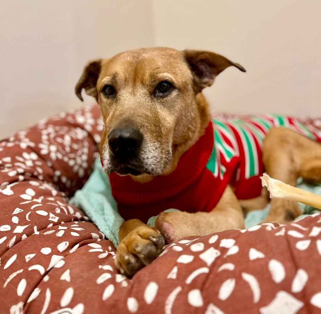 Tobey Meadowood - LOCAL DOG