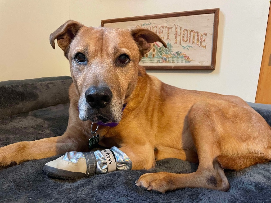 Tobey Meadowood - LOCAL DOG