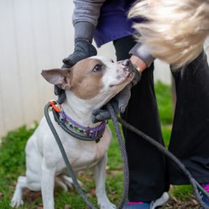 Alden- IN FOSTER, Adult Male Mixed Breed