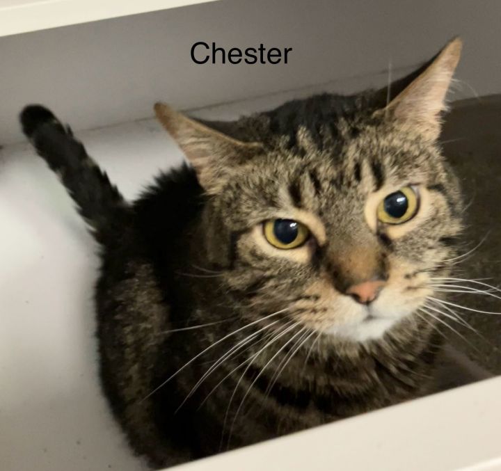 Chester 3
