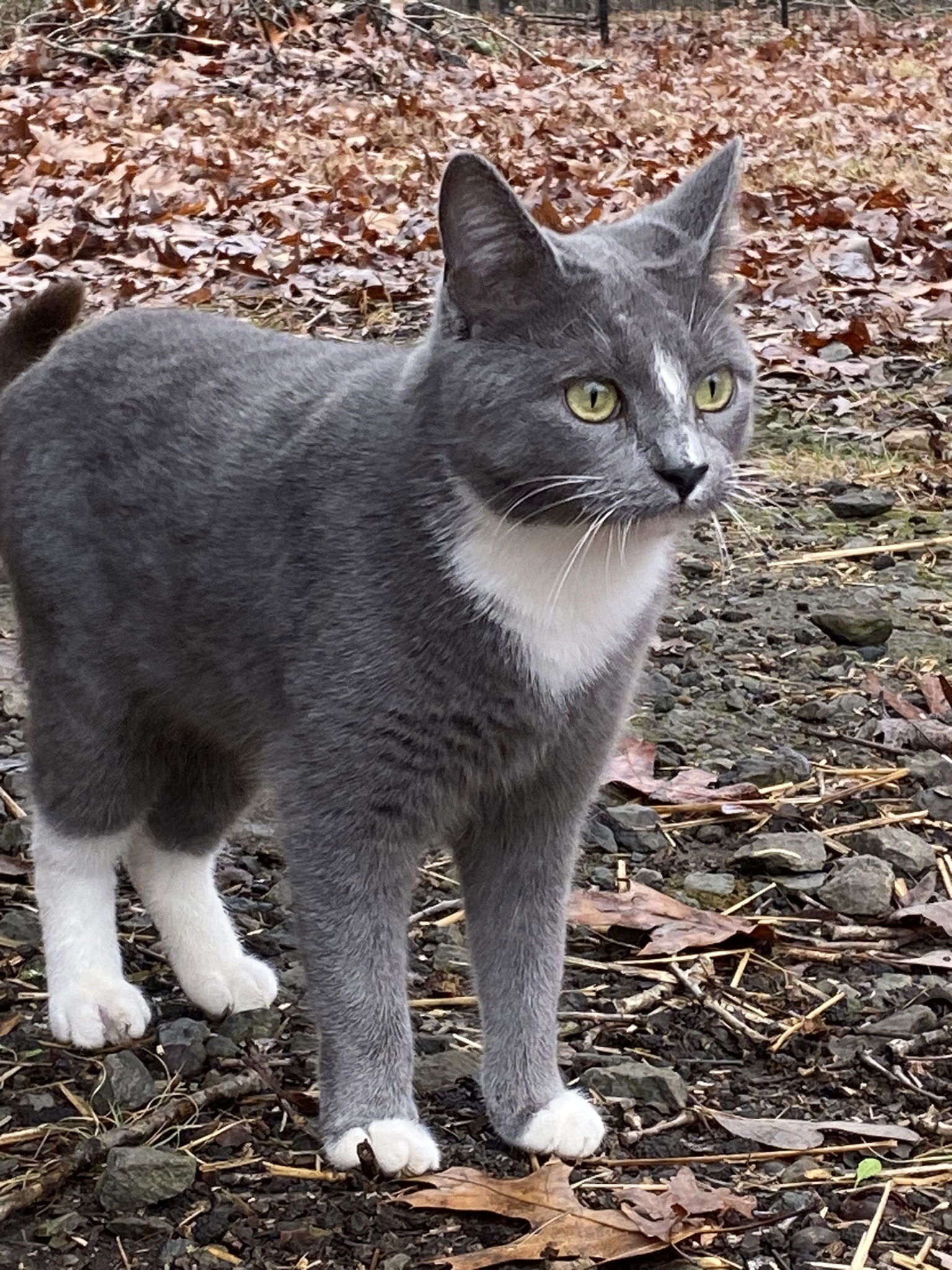 Ambrosia, an adoptable Domestic Short Hair in Drasco, AR, 72530 | Photo Image 1