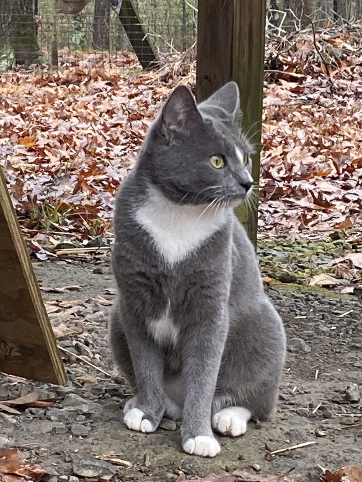 Ambrosia, an adoptable Domestic Short Hair in Drasco, AR, 72530 | Photo Image 3
