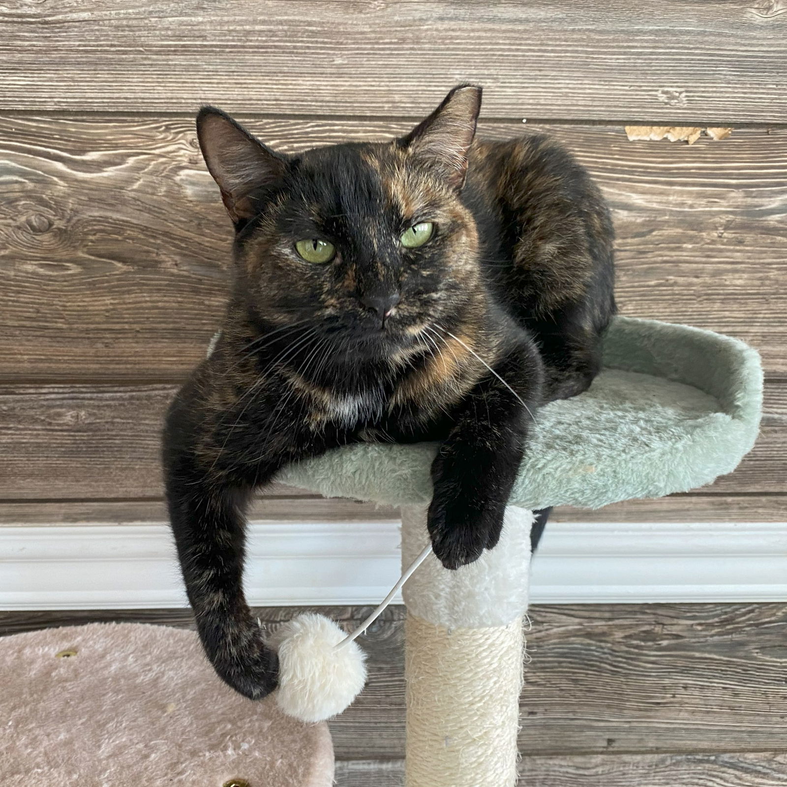 Tasha