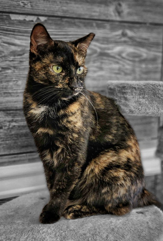 Tasha