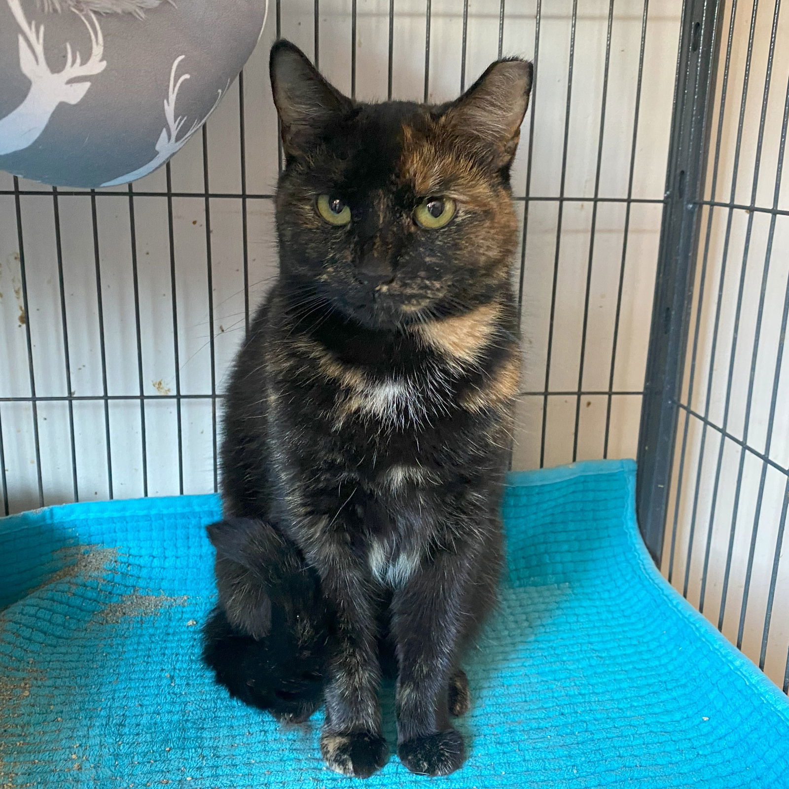 Tasha