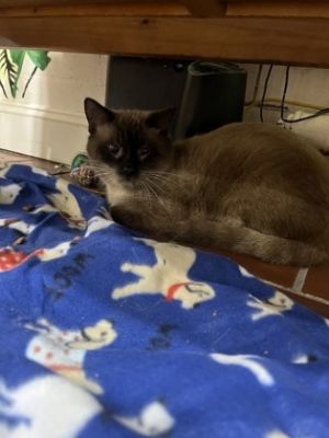 Barcardi, Adult Male Domestic Short Hair