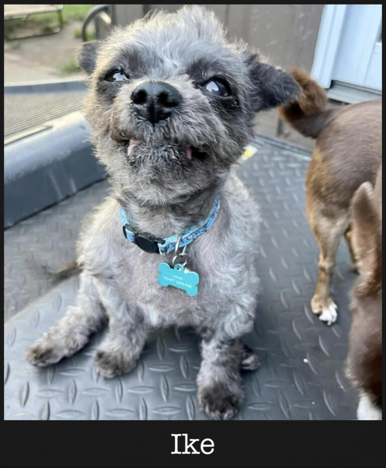 Ike, an adoptable Miniature Poodle, Pomeranian in Wheaton, IL, 60189 | Photo Image 1