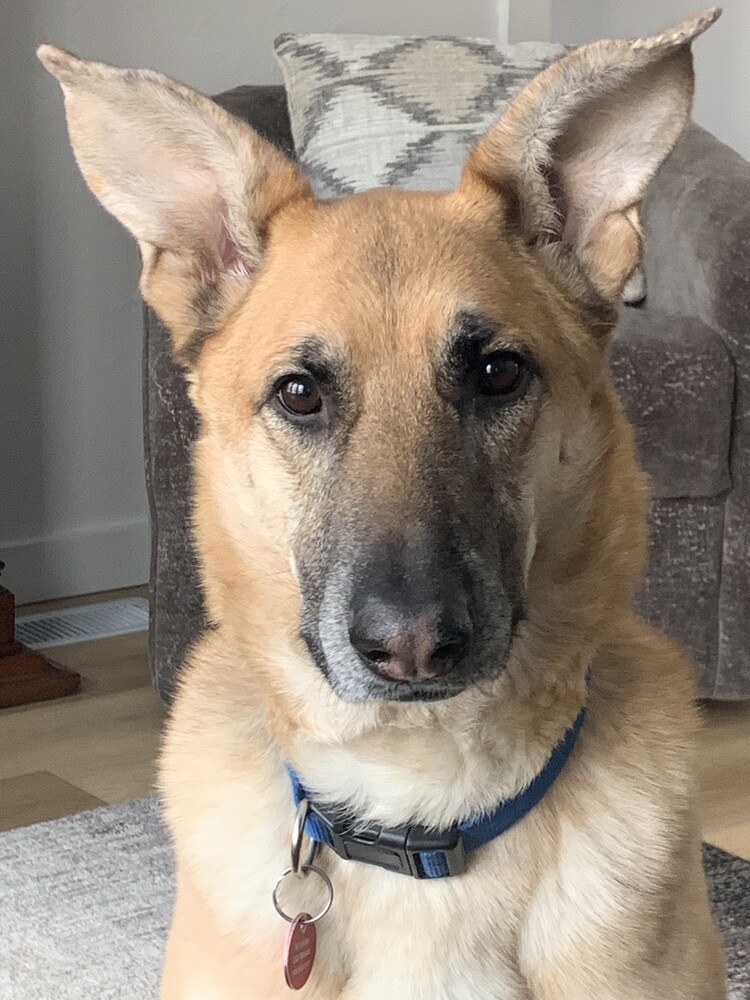 Bluma, an adoptable German Shepherd Dog in Suamico, WI, 54173 | Photo Image 1