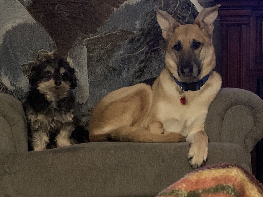 Bluma, an adoptable German Shepherd Dog in Suamico, WI, 54173 | Photo Image 2