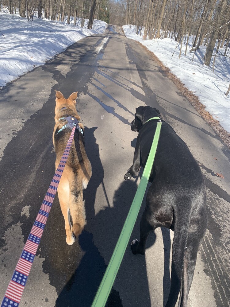 Bluma, an adoptable German Shepherd Dog in Suamico, WI, 54173 | Photo Image 3
