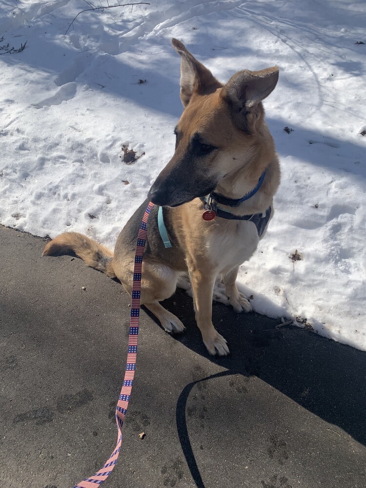 Bluma, an adoptable German Shepherd Dog in Suamico, WI, 54173 | Photo Image 4