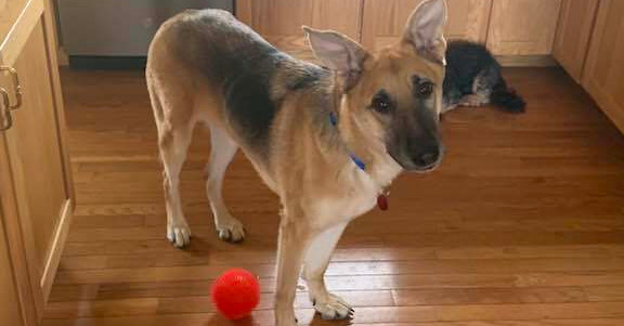 Bluma, an adoptable German Shepherd Dog in Suamico, WI, 54173 | Photo Image 5