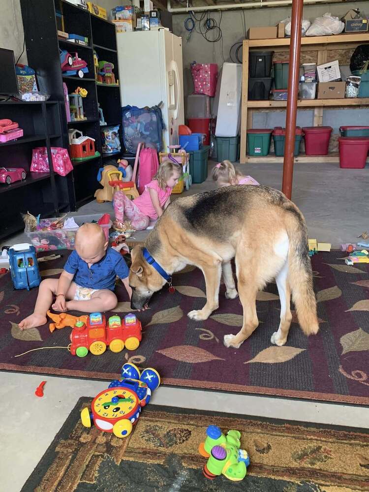 Bluma, an adoptable German Shepherd Dog in Suamico, WI, 54173 | Photo Image 6