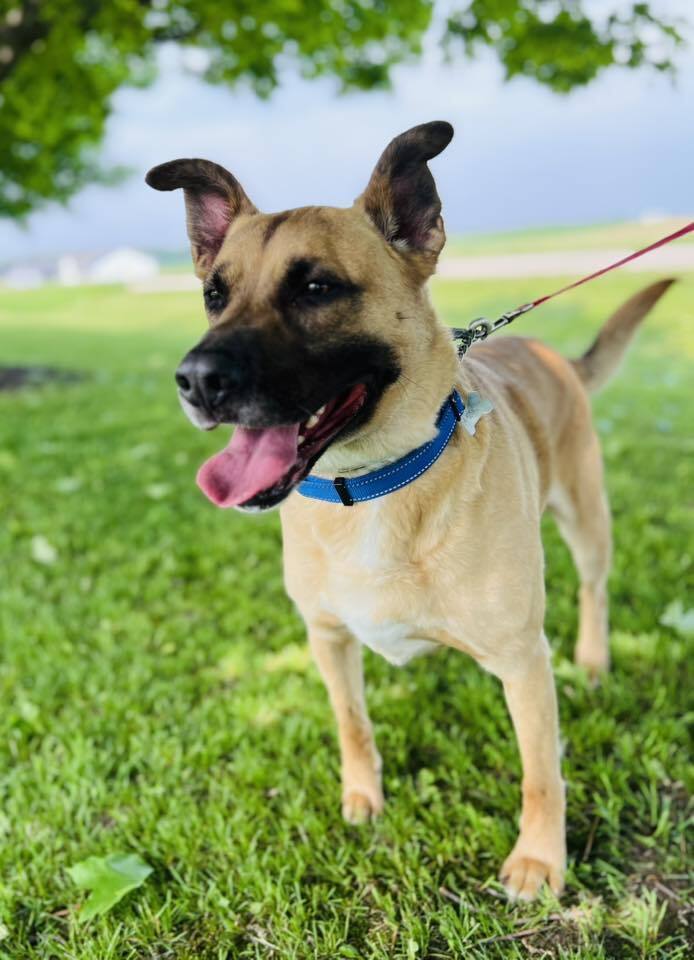 Jet, an adoptable German Shepherd Dog, Pit Bull Terrier in Suamico, WI, 54173 | Photo Image 1