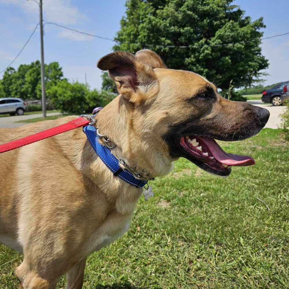 Jet, an adoptable German Shepherd Dog, Pit Bull Terrier in Suamico, WI, 54173 | Photo Image 2
