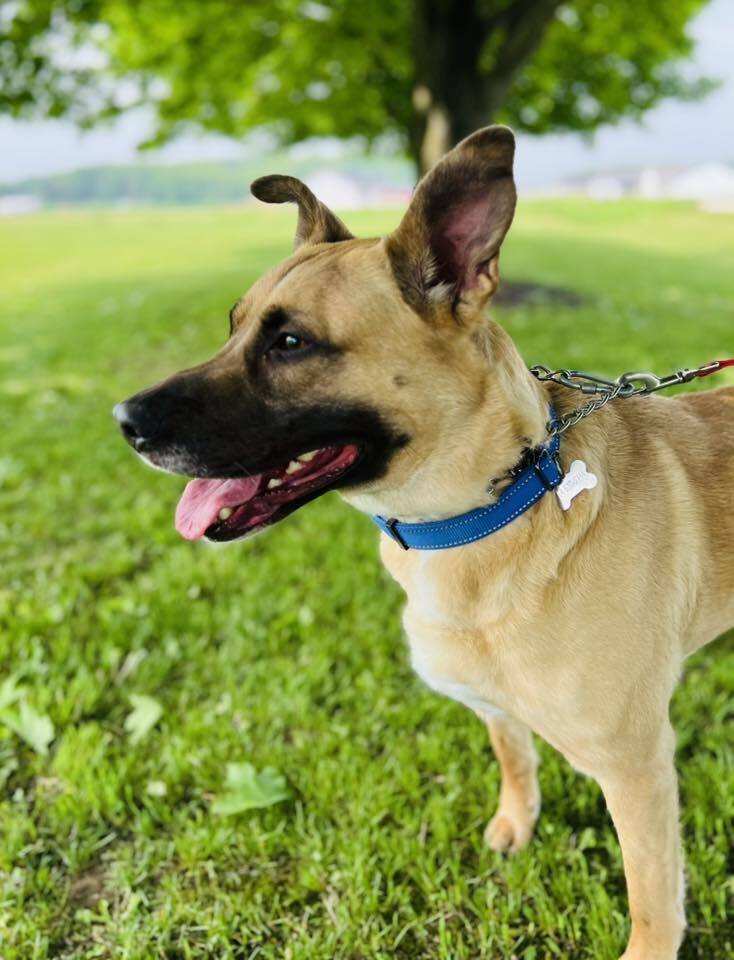 Jet, an adoptable German Shepherd Dog, Pit Bull Terrier in Suamico, WI, 54173 | Photo Image 3