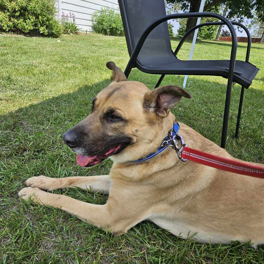 Jet, an adoptable German Shepherd Dog, Pit Bull Terrier in Suamico, WI, 54173 | Photo Image 4