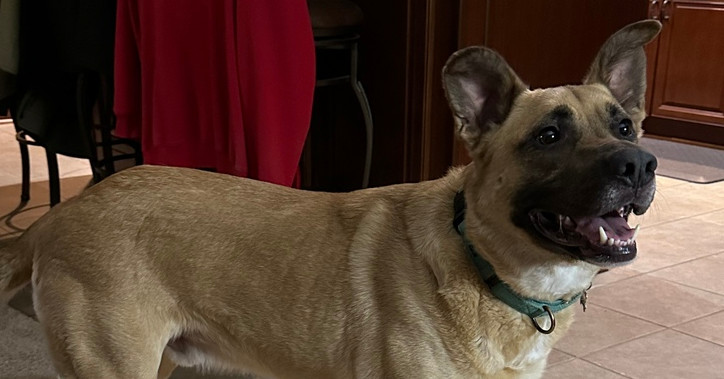 Jet, an adoptable German Shepherd Dog, Pit Bull Terrier in Suamico, WI, 54173 | Photo Image 5