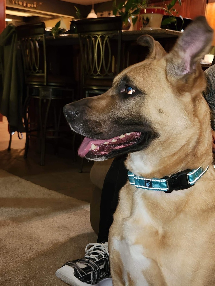 Jet, an adoptable German Shepherd Dog, Pit Bull Terrier in Suamico, WI, 54173 | Photo Image 6