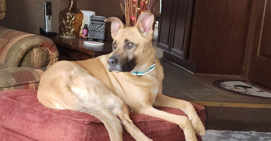 Jet, an adoptable German Shepherd Dog, Pit Bull Terrier in Suamico, WI, 54173 | Photo Image 6