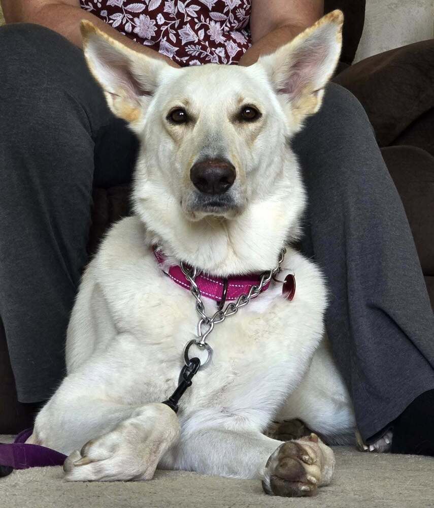 Cotton, an adoptable German Shepherd Dog in Suamico, WI, 54173 | Photo Image 1