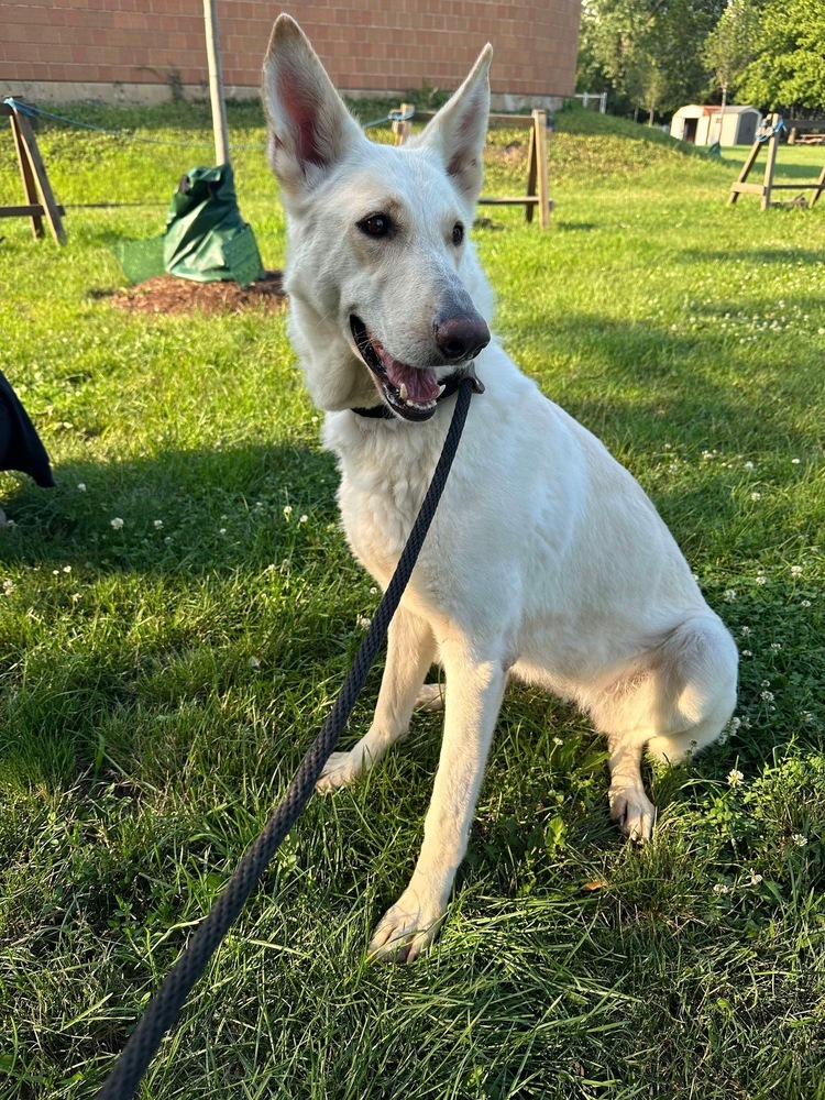 Cotton, an adoptable German Shepherd Dog in Suamico, WI, 54173 | Photo Image 4