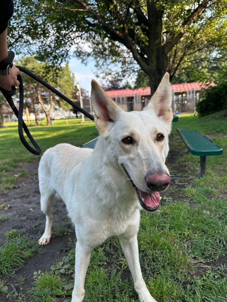 Cotton, an adoptable German Shepherd Dog in Suamico, WI, 54173 | Photo Image 6