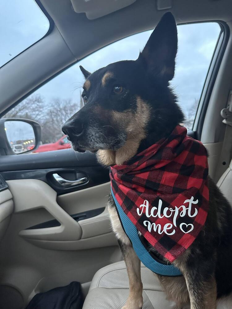 Shorty, an adoptable German Shepherd Dog in Suamico, WI, 54173 | Photo Image 1