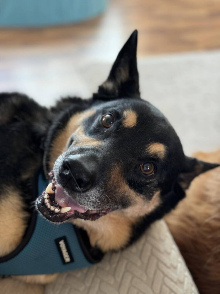 Shorty, an adoptable German Shepherd Dog in Suamico, WI, 54173 | Photo Image 2