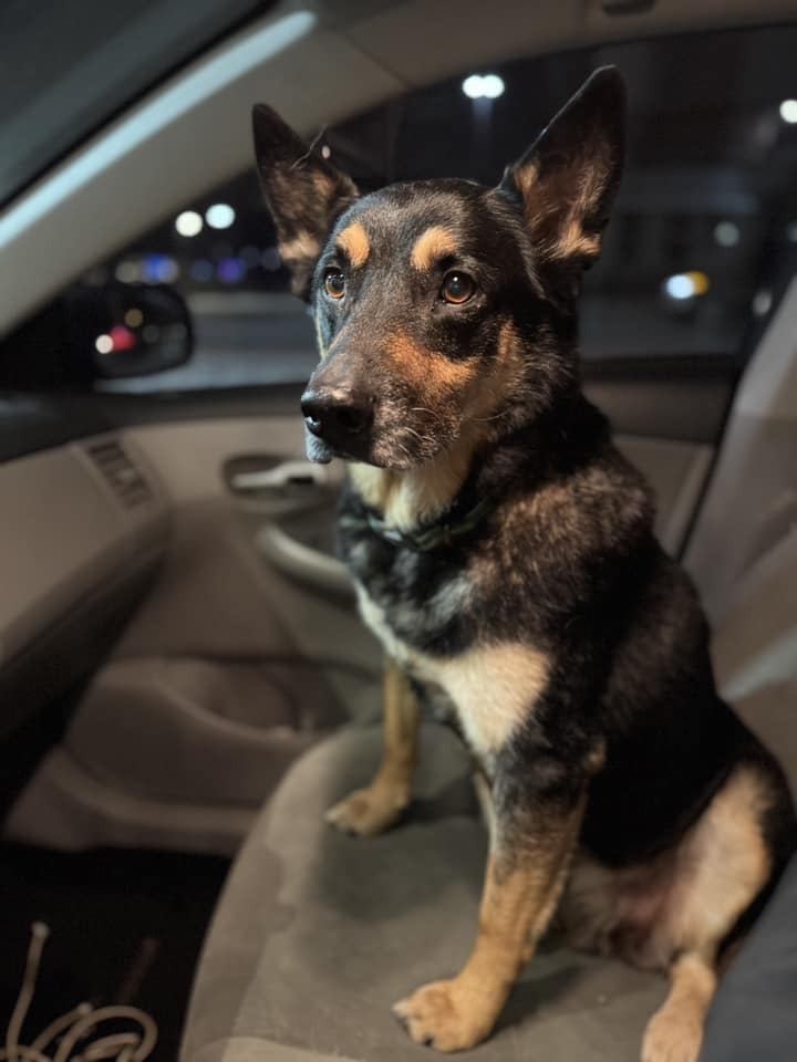 Shorty, an adoptable German Shepherd Dog in Suamico, WI, 54173 | Photo Image 3