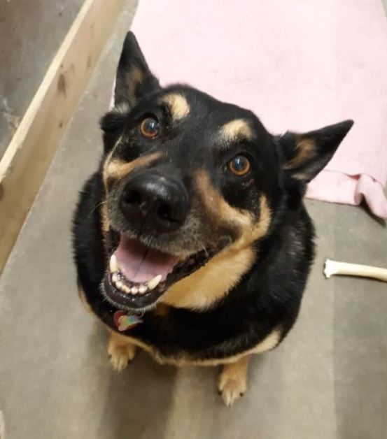 Shorty, an adoptable German Shepherd Dog in Suamico, WI, 54173 | Photo Image 4