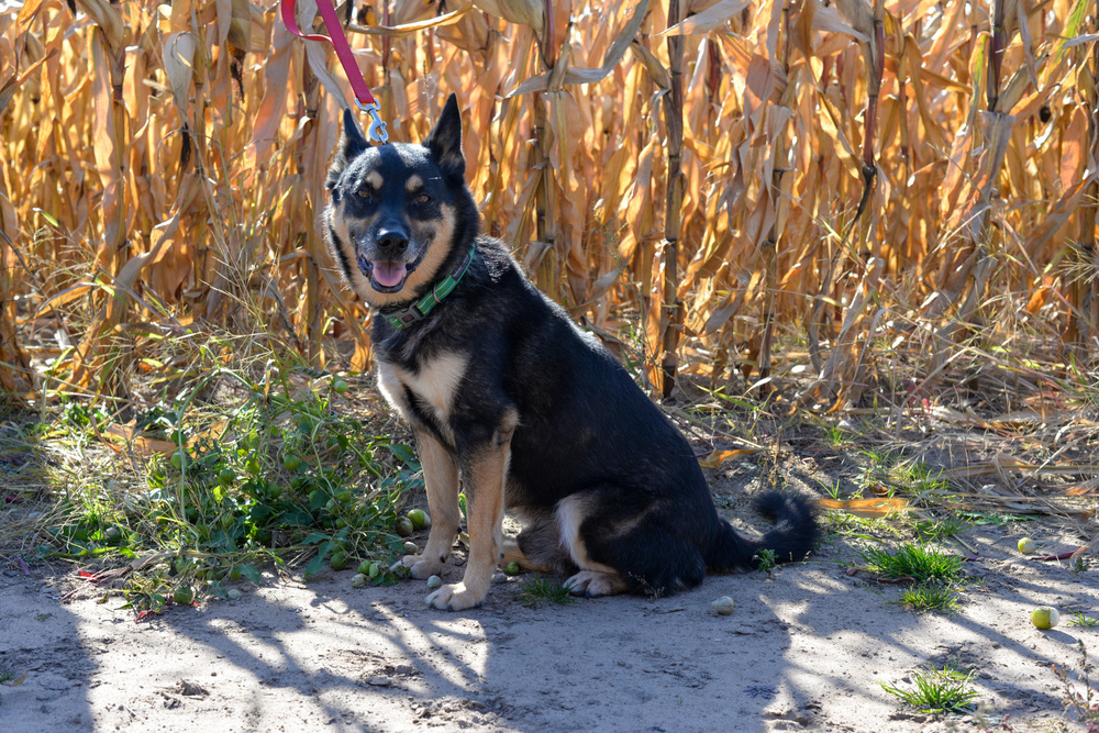 Shorty, an adoptable German Shepherd Dog in Suamico, WI, 54173 | Photo Image 5