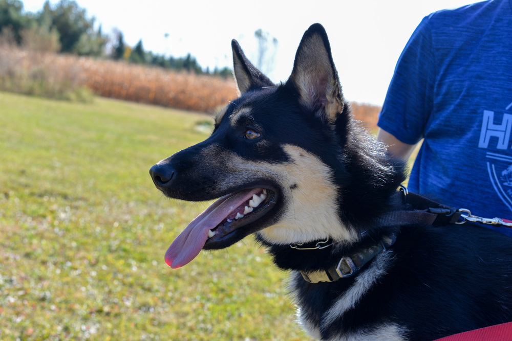 Shorty, an adoptable German Shepherd Dog in Suamico, WI, 54173 | Photo Image 6