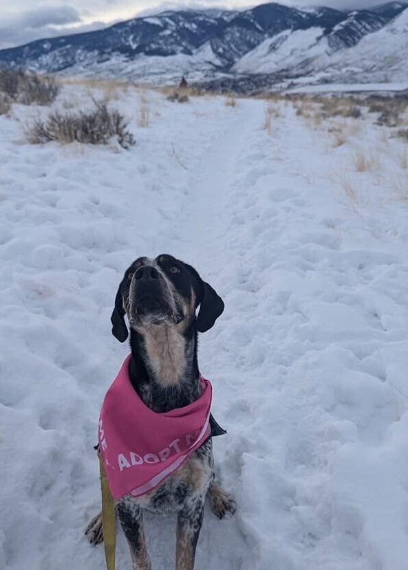 Allie, an adoptable Coonhound, Australian Cattle Dog / Blue Heeler in Salmon, ID, 83467 | Photo Image 1