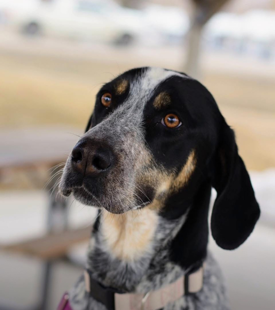 Allie, an adoptable Coonhound, Australian Cattle Dog / Blue Heeler in Salmon, ID, 83467 | Photo Image 1