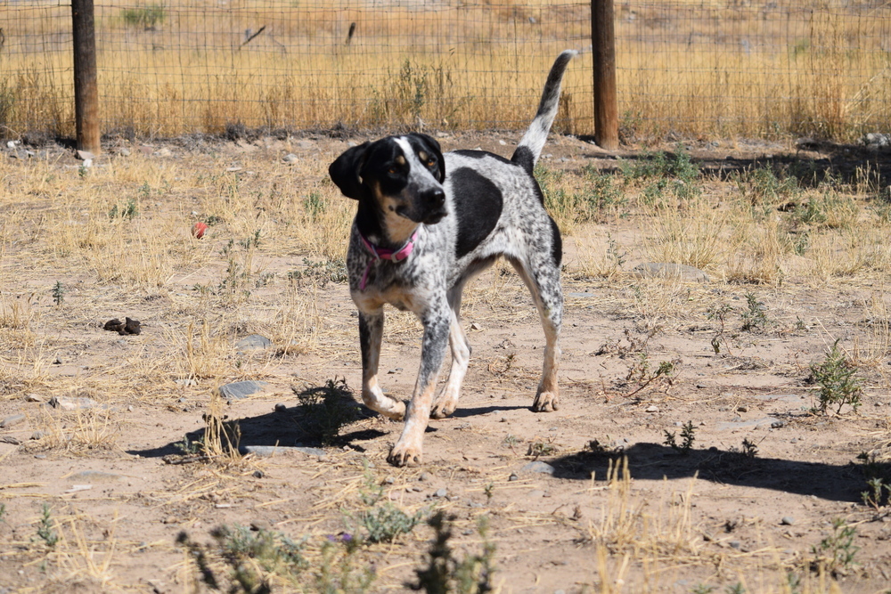 Allie, an adoptable Coonhound, Australian Cattle Dog / Blue Heeler in Salmon, ID, 83467 | Photo Image 3