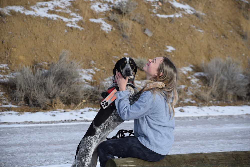 Allie, an adoptable Coonhound, Australian Cattle Dog / Blue Heeler in Salmon, ID, 83467 | Photo Image 4