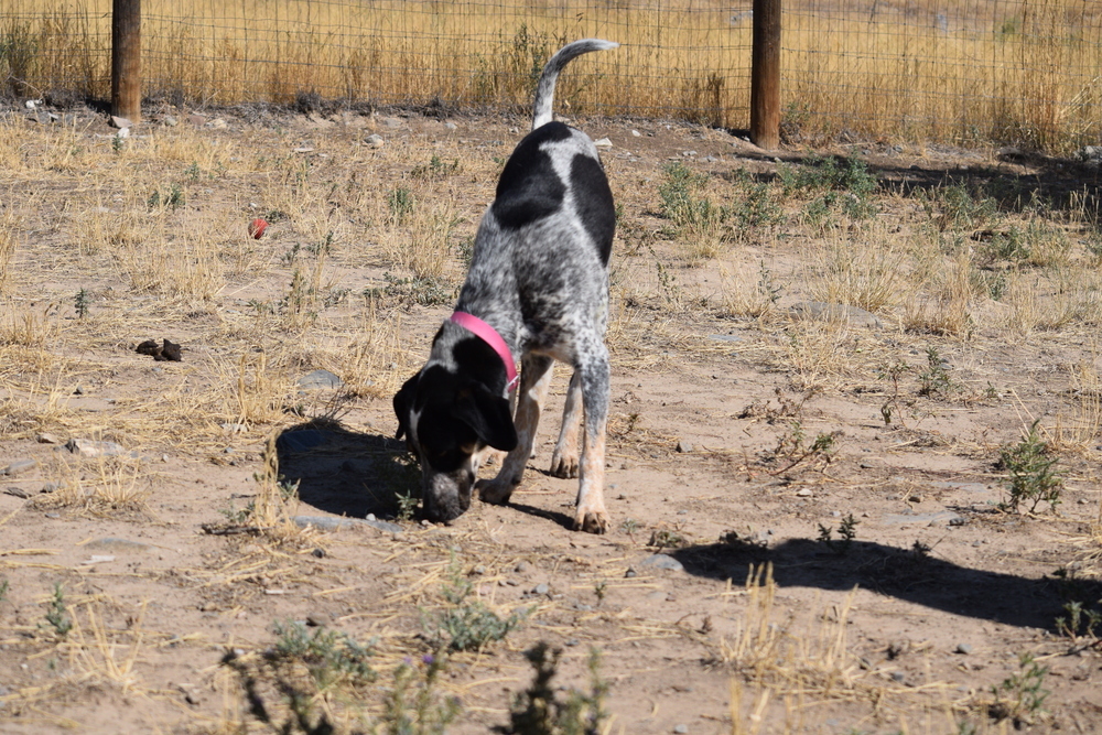 Allie, an adoptable Coonhound, Australian Cattle Dog / Blue Heeler in Salmon, ID, 83467 | Photo Image 5