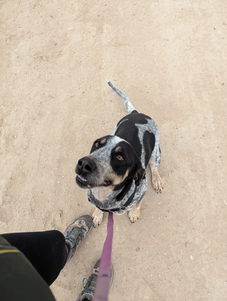 Allie, an adoptable Coonhound, Australian Cattle Dog / Blue Heeler in Salmon, ID, 83467 | Photo Image 5
