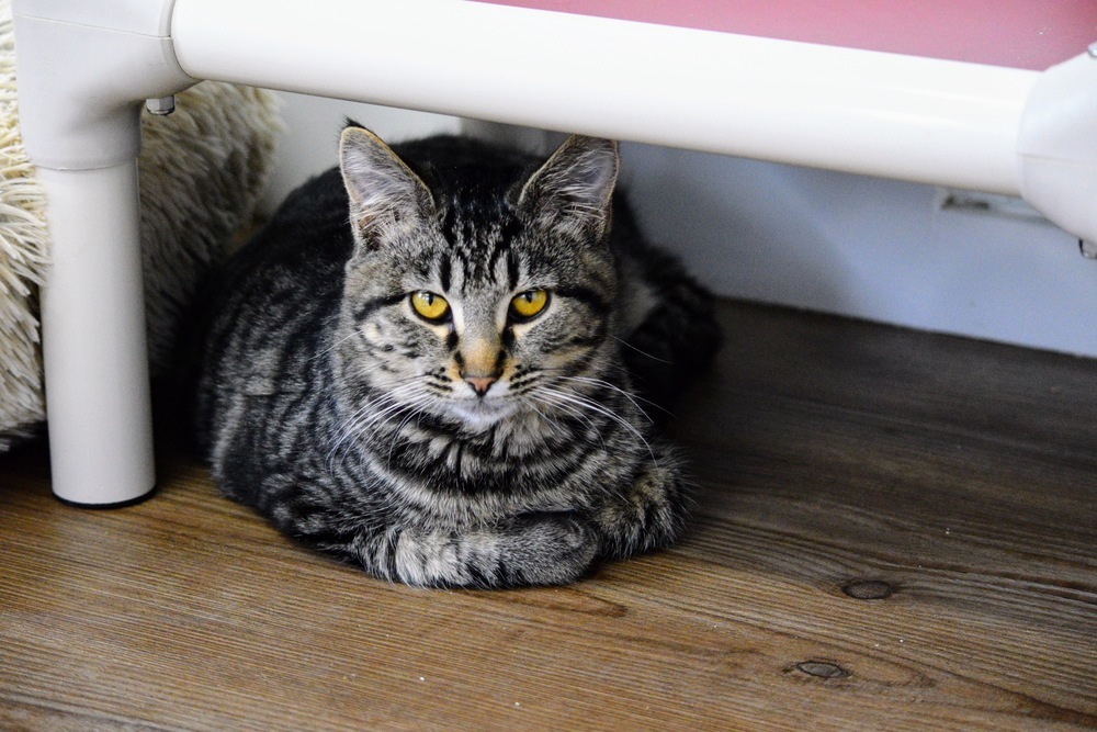 Charles, an adoptable Domestic Short Hair in Salmon, ID, 83467 | Photo Image 1