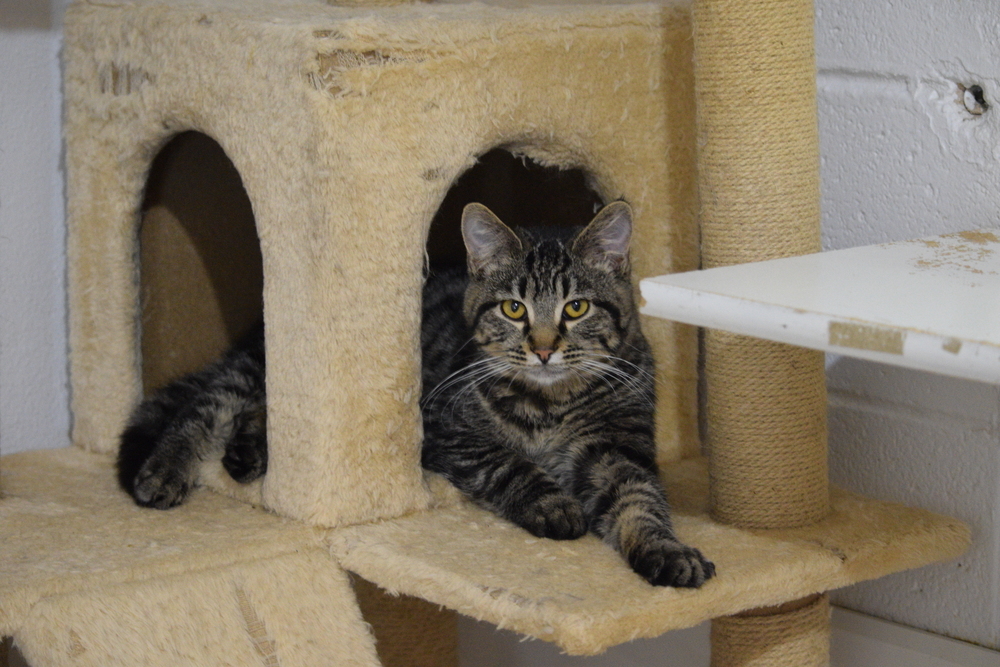 Charles, an adoptable Domestic Short Hair in Salmon, ID, 83467 | Photo Image 2