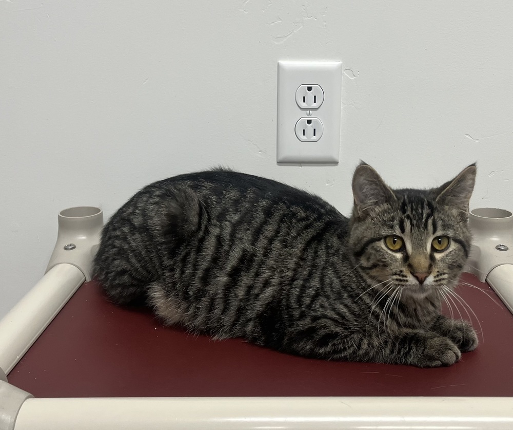 Charles, an adoptable Domestic Short Hair in Salmon, ID, 83467 | Photo Image 3
