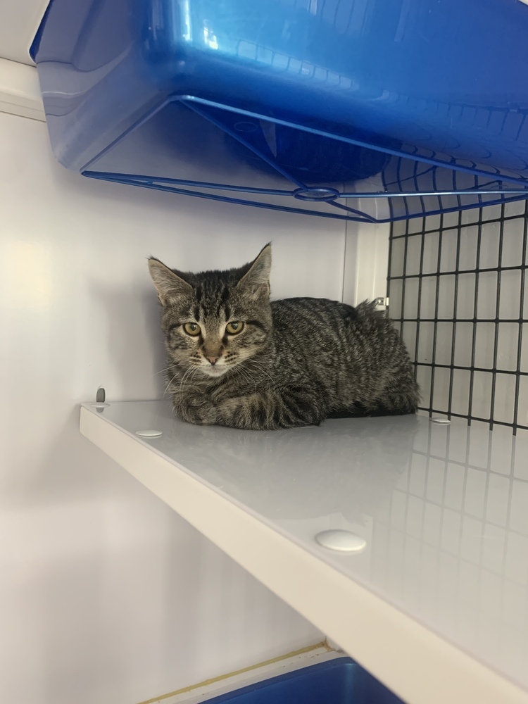 Charles, an adoptable Domestic Short Hair in Salmon, ID, 83467 | Photo Image 4