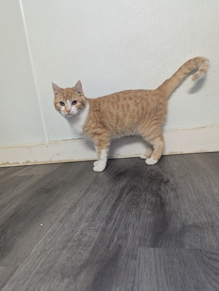 Ryuk, an adoptable Domestic Short Hair in Salmon, ID, 83467 | Photo Image 1