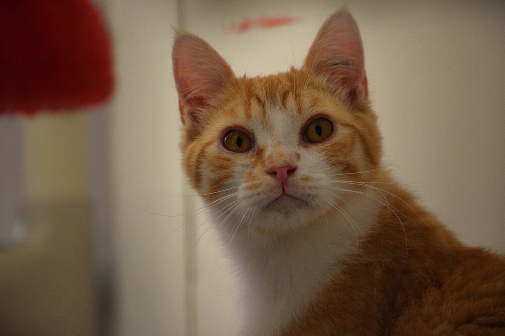Ryuk, an adoptable Domestic Short Hair in Salmon, ID, 83467 | Photo Image 1