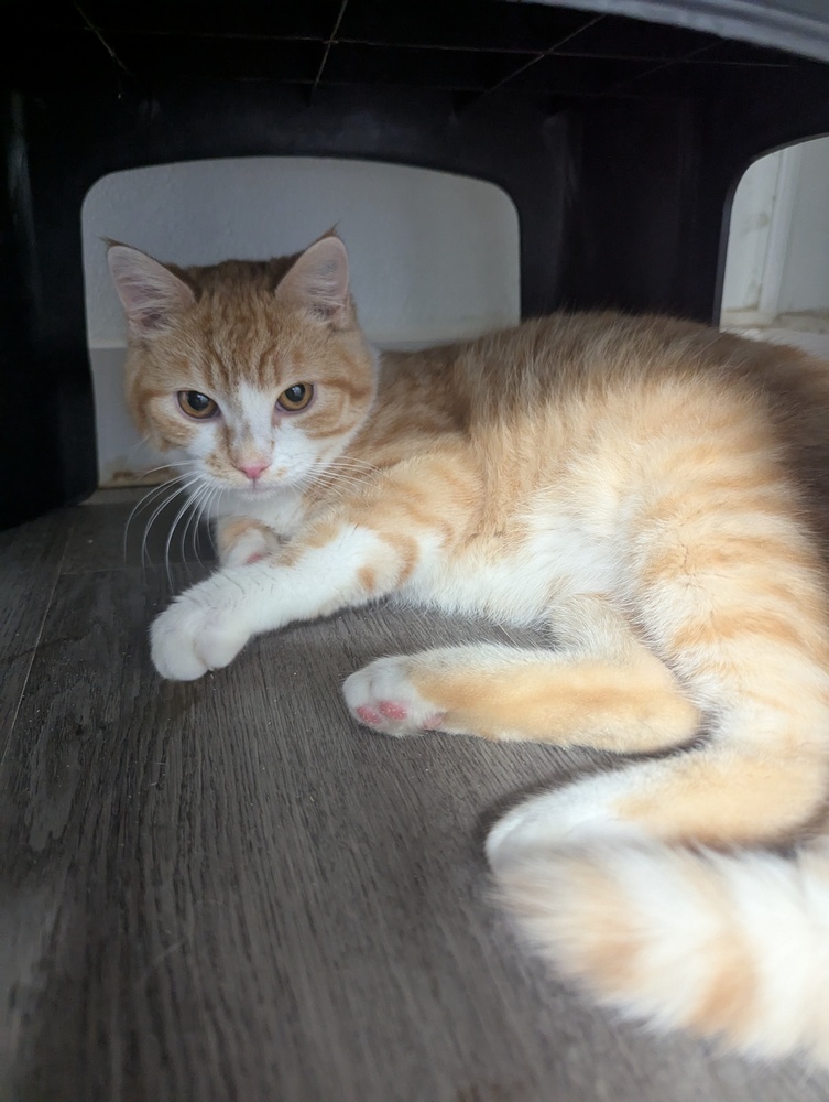 Ryuk, an adoptable Domestic Short Hair in Salmon, ID, 83467 | Photo Image 2