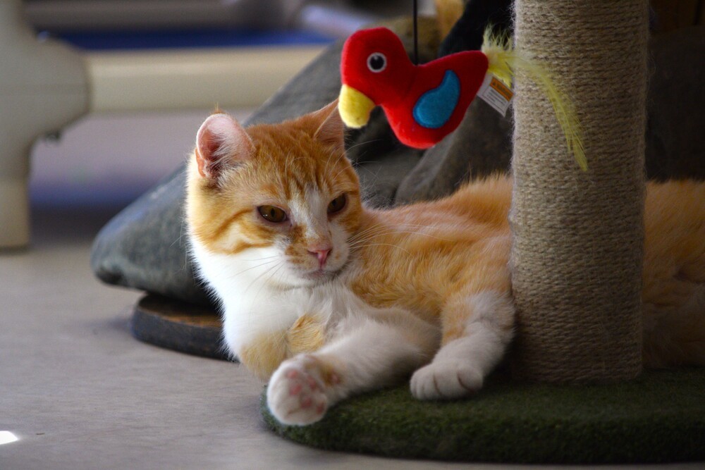 Ryuk, an adoptable Domestic Short Hair in Salmon, ID, 83467 | Photo Image 2