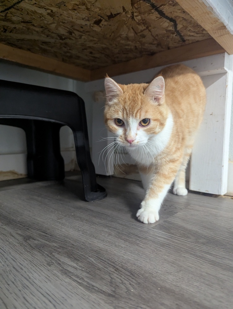 Ryuk, an adoptable Domestic Short Hair in Salmon, ID, 83467 | Photo Image 3