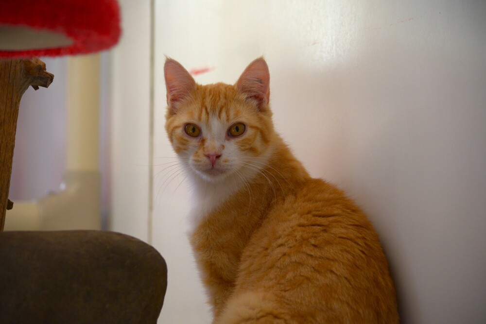 Ryuk, an adoptable Domestic Short Hair in Salmon, ID, 83467 | Photo Image 3