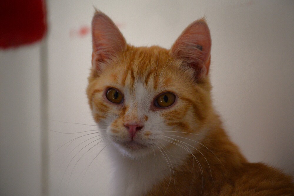 Ryuk, an adoptable Domestic Short Hair in Salmon, ID, 83467 | Photo Image 4